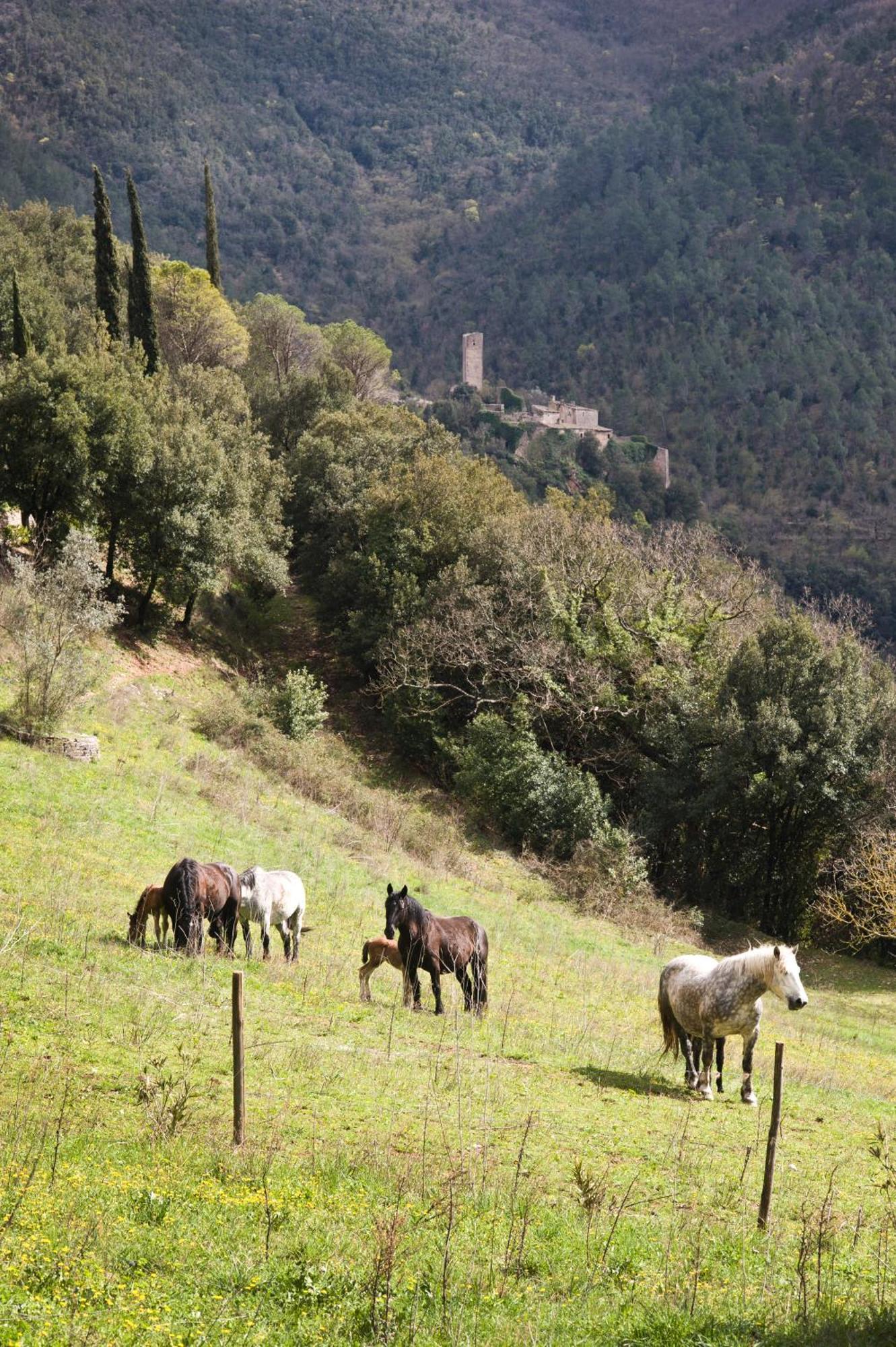 Abbazia San Pietro In Valle Ferentillo Eksteriør bilde